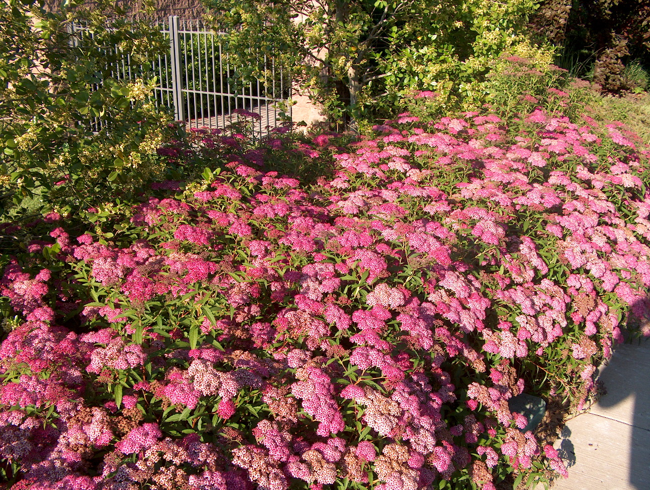 Online Plant Guide Spiraea x bumalda 'Anthony Waterer' / Anthony